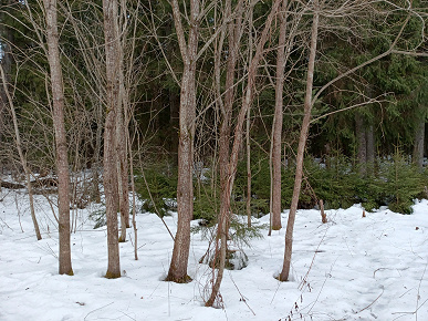 Обзор планшета Tecno Megapad 11