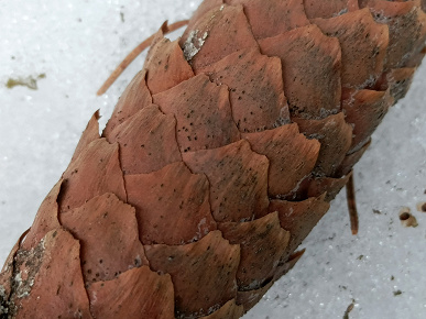 Обзор планшета Tecno Megapad 11