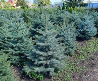 Ваш личный райский сад: Как выбрать идеальные растения для участка в Краснодаре