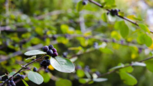 Что посадить на сыром дачном участке: 5 влаголюбивых растений, которые эффективно осушают землю