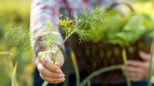 Как получить сочный и ароматный укроп: проверенная натуральная добавка для хорошего урожая