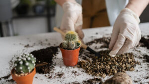 Как правильно ухаживать за кактусами дома: 5 критических ошибок, которые приводят к гибели растений
