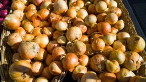 Подготовка севка к весенней посадке: почему лук уходит в стрелку и как спасти урожай