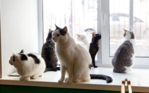 Суд пояснит правила содержания в жилье кошек из-за жалоб соседей