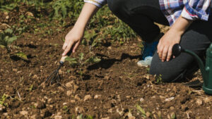 Топ-5 дачных культур, которым навоз весной строго противопоказан