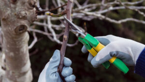 Топ-5 креативных способов использования веток после сезонной обрезки деревьев и кустарников