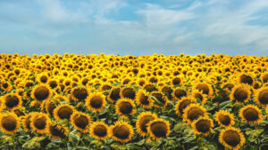 Топ-5 популярных дачных культур, после которых на грядках годами ничего не растет