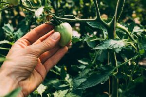 Как бороться с паутинным клещом на огурцах
